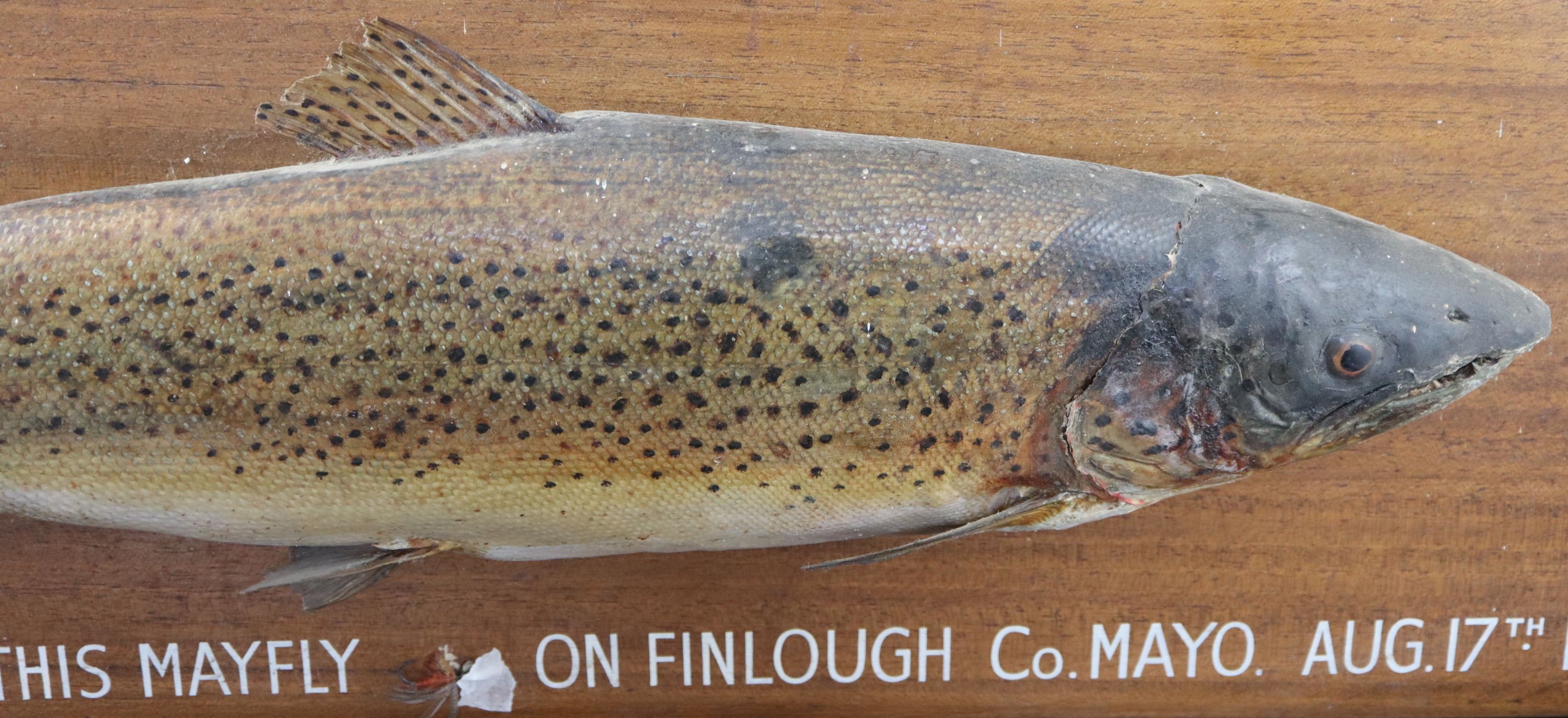 A mounted taxidermic Sea Trout (Salmo trutta), plaque 34 x 85cm, with glazed certificate